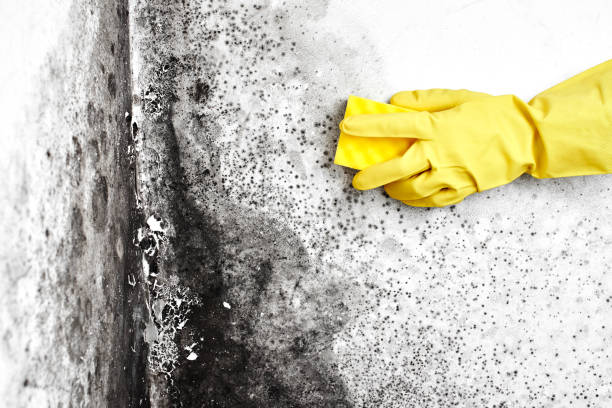 Best Environmental Consulting for Mold Prevention  in Osborne, KS